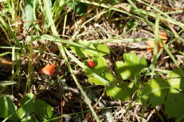 Çilek ormanda yetişiyor. Çerçevenin ortasında küçük kırmızı bir dut yaz güneşi tarafından parlak bir şekilde aydınlatılır.
