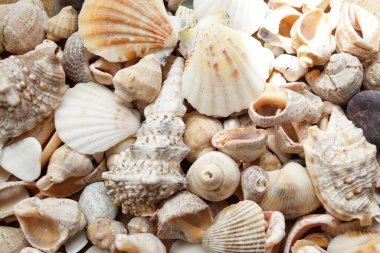 Çerçevenin tamamını kaplayan çeşitli kabukların üst görünümü