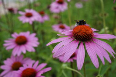 Echinacea çiçeklerinden birinin üzerinde yabanarısı olan bir çimen.