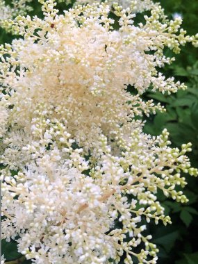 Stilba. Yaz güneşli bir gün. Güzel bir çiçek.