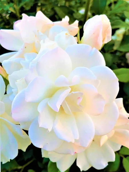 夏の日に大きなシックな白いバラ — ストック写真