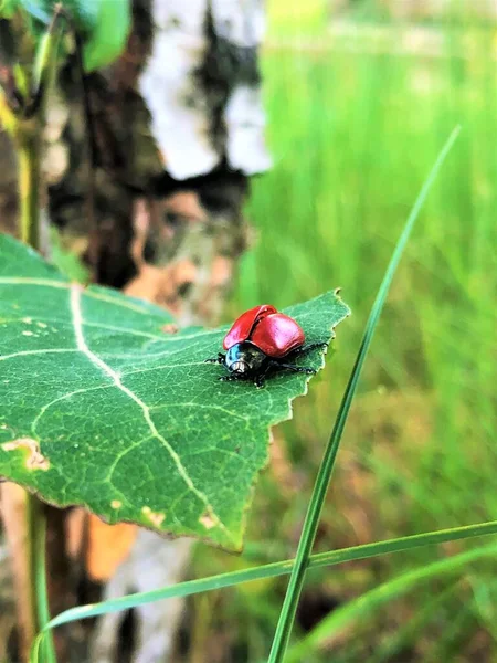 yeşil yapraklı kırmızı böcek