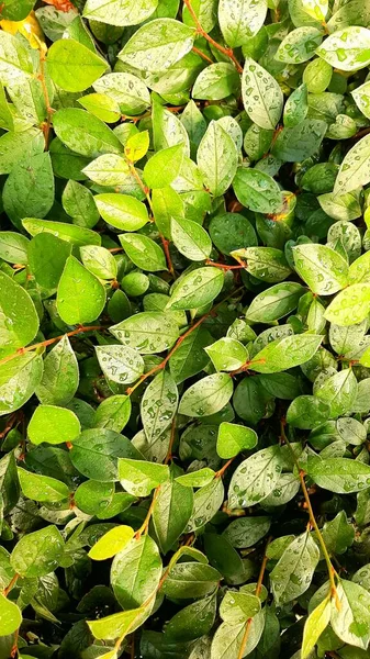 Cotoneaster çalısı yağmurdan sonra ayrılıyor