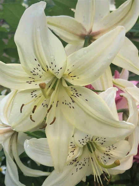 Witte Lelie Bloei — Stockfoto