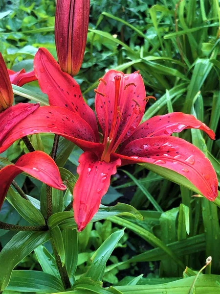 花に赤いユリ — ストック写真