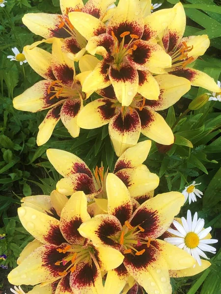 Sarı zambak çiçek açmış