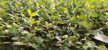 Yazın çalı biçmek