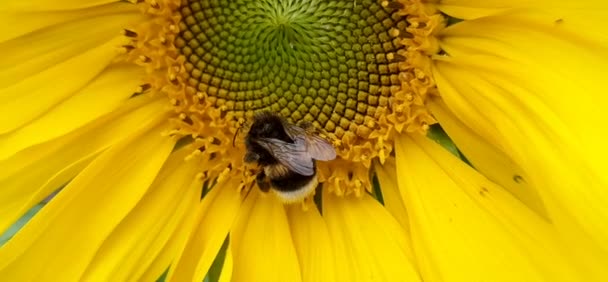 Bumblebee Pollinates Sunflower Swaying Wind — Stock Video