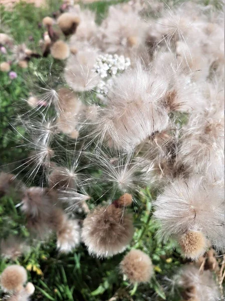 Veldplant Distel Met Pluizige Bloemen — Stockfoto