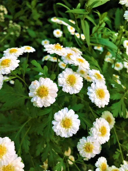 Yarım daire şeklinde büyüyen birkaç çiçek