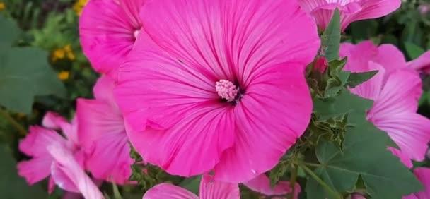 Różowa Lawatera Piękny Kwiat — Wideo stockowe