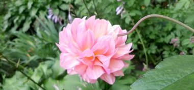 Pembe Dahlia rüzgarda sallanıyor. Güzel çiçek.