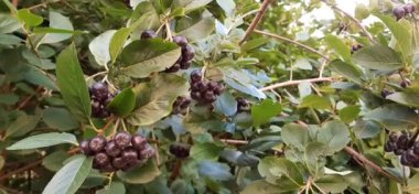 Siyah dağ külleri. Yaz günü