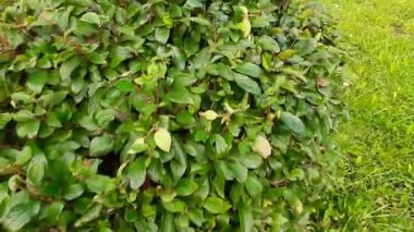 Otonaster Bush peyzaj tasarımında