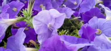 Luxury Petunia bir asma kutusuna yerleştirilmiş.