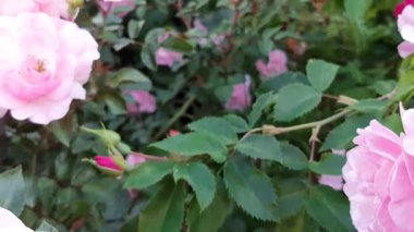 Pembe gül. Yazın ikinci çiçek açması.