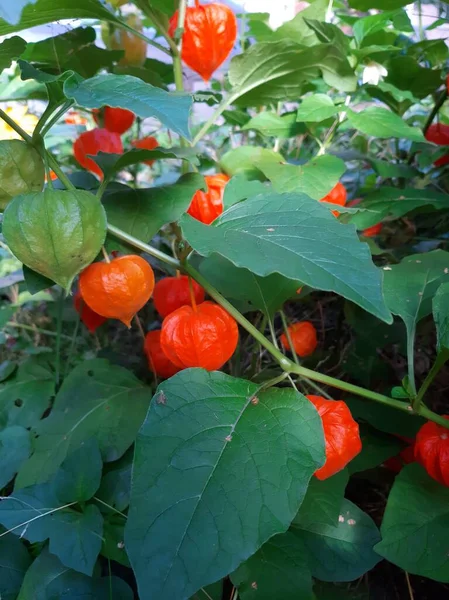 Çiçek tarlasında Physalis bitkisi