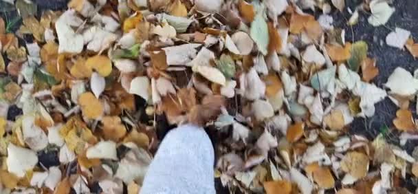 紅葉の散歩 — ストック動画