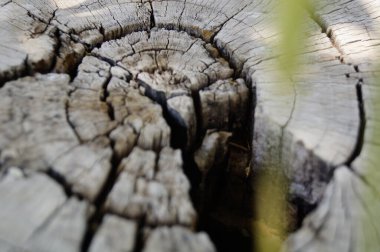 Ağaç kütüğü yakın.