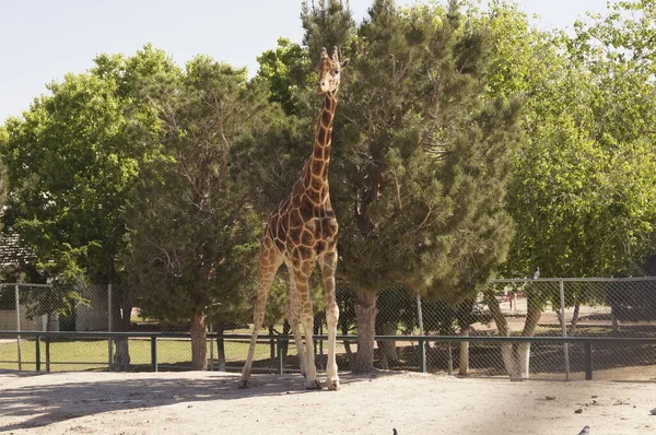 Girafa Parque — Fotografia de Stock
