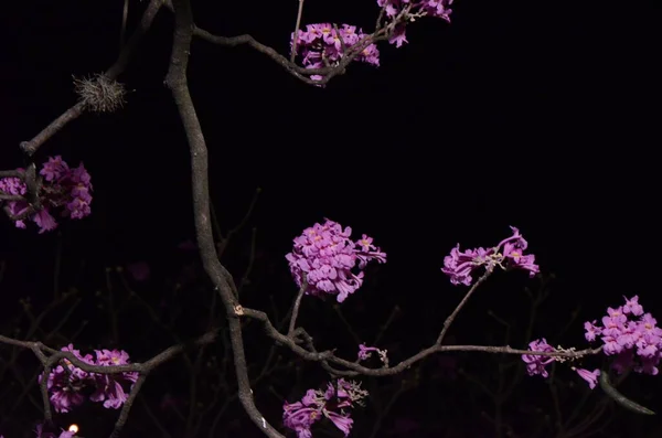 Ipe Rosa Branch 英文为Pink Trumpet Tree或Tabebuia Ipe 学名Handroanthus Heptaphyllus 在夜间有黑色背景 图库照片