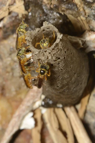South America Stingless Bee Called Jatai Other Names Yatei Jaty — стокове фото