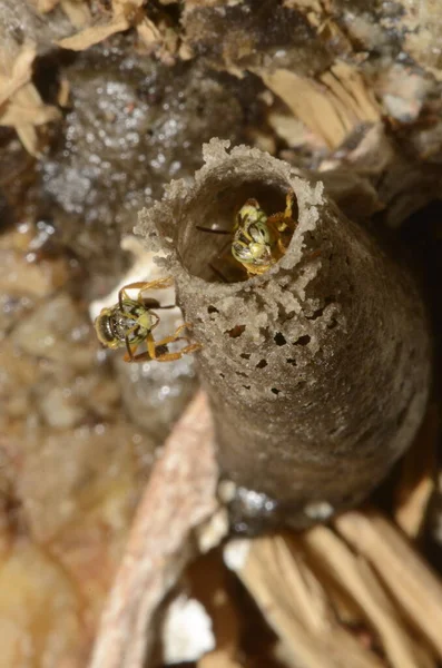 South America Stingless Bee Called Jatai Other Names Yatei Jaty — стокове фото