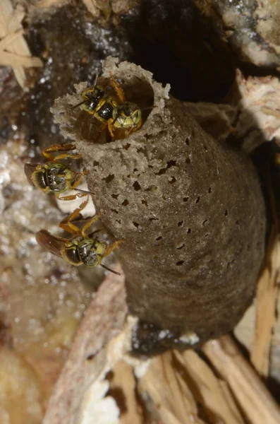 South America Stingless Bee Called Jatai Other Names Yatei Jaty — стокове фото