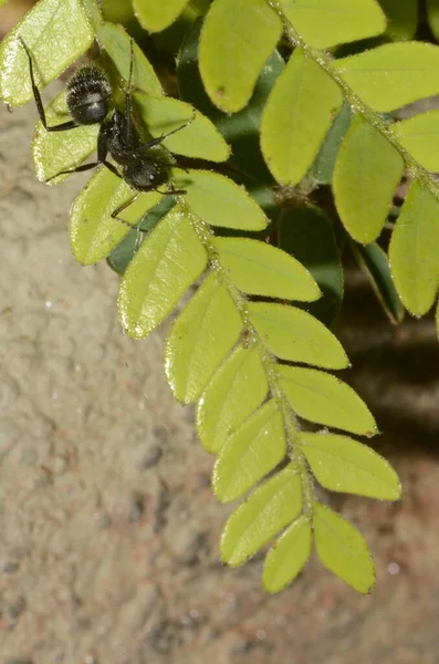 Formiga Preta Nome Científico Camponotus Crassus Folhas — Fotografia de Stock