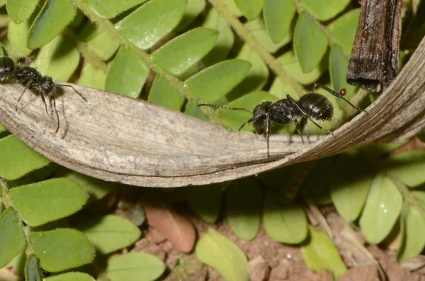 Schwarze Ameise Wissenschaftlicher Name Camponotus Crassus Auf Blättern — Stockfoto