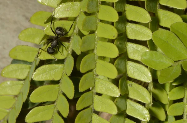Semut Hitam Nama Ilmiah Camponotus Crassus Pada Daun — Stok Foto