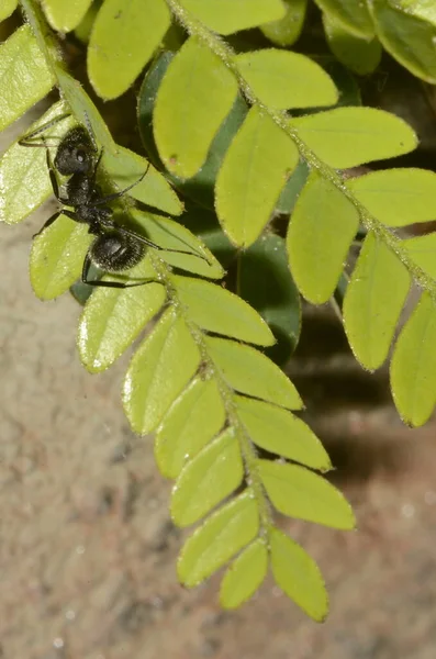 Semut Hitam Nama Ilmiah Camponotus Crassus Pada Daun — Stok Foto