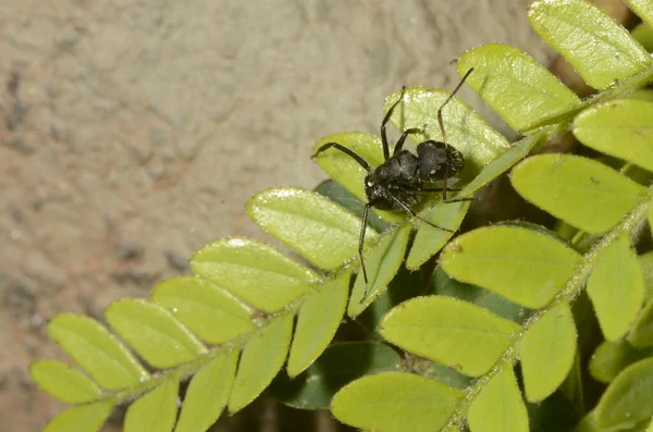 Siyah Karınca Bilimsel Adı Camponotus Crassus Yaprakların Üzerinde — Stok fotoğraf