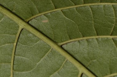 Yeşil yaprak dokusunun makrosu