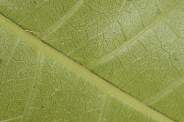 Yeşil yaprak dokusunun makrosu