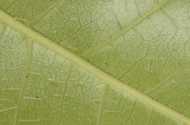Yeşil yaprak dokusunun makrosu