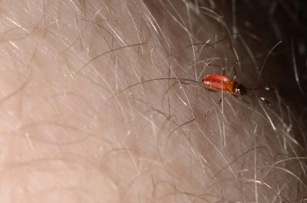 Makro Dari Tubuh Merah Dan Kepala Hitam Perisai Bug Tongkat — Stok Foto