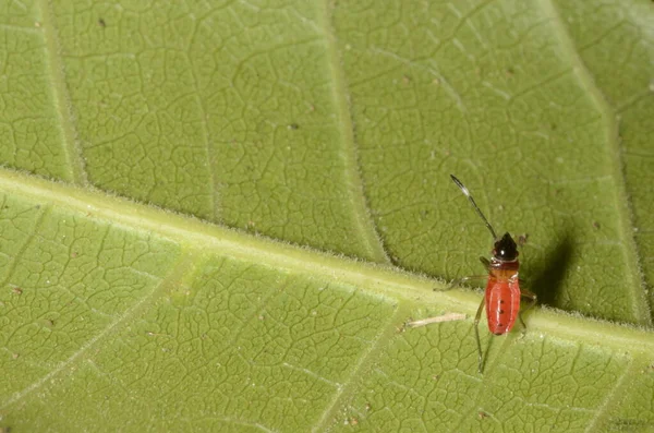 Makró Egy Piros Test Fekete Fej Pajzs Bug Stick Bug — Stock Fotó