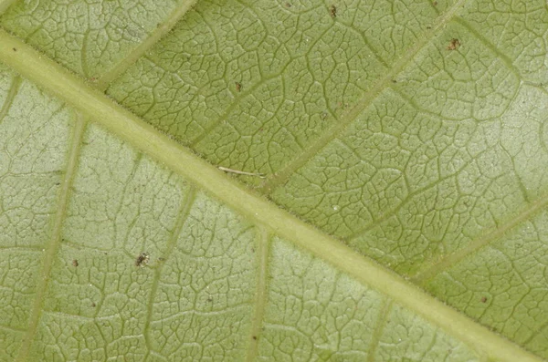 Makro Med Grön Bladstruktur — Stockfoto