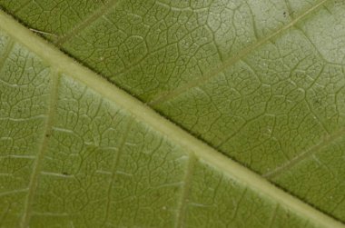 Yeşil yaprak dokusunun makrosu