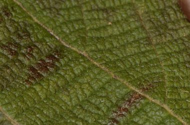 Yeşil yaprak dokusunun makrosu