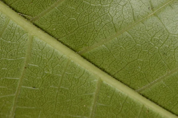 Macro Una Textura Hoja Verde — Foto de Stock