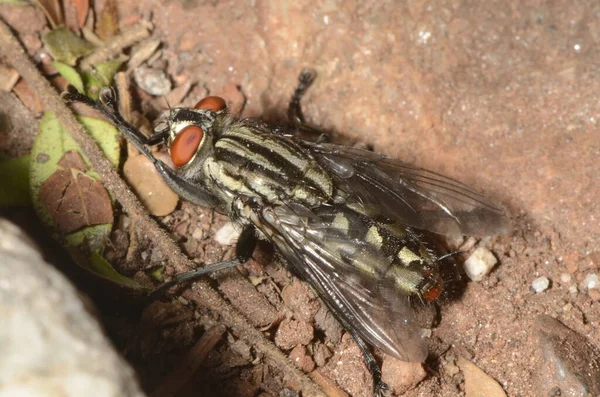 Housefly Chamado Mosca Domstica Menor Nome Científico Musca Domestica Natureza — Fotografia de Stock