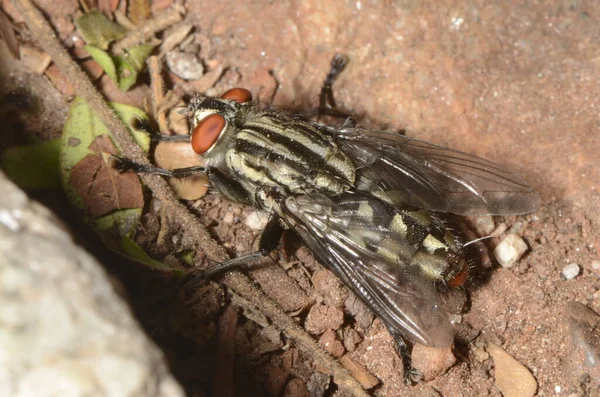 Housefly Chamado Mosca Domstica Menor Nome Científico Musca Domestica Natureza — Fotografia de Stock