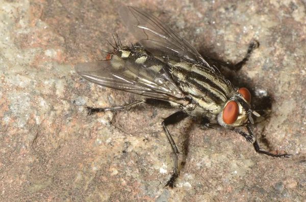 家蝇在自然界中被称为Mosca Domstica Menor 科学名称Musca Domestica — 图库照片