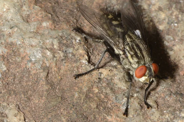 Housefly Chamado Mosca Domstica Menor Nome Científico Musca Domestica Natureza — Fotografia de Stock