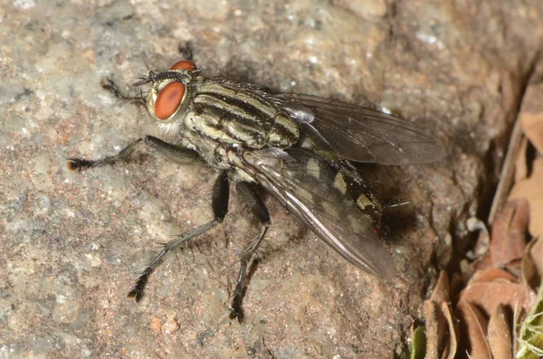 Housefly Chamado Mosca Domstica Menor Nome Científico Musca Domestica Natureza — Fotografia de Stock