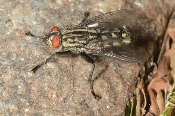 Housefly Chamado Mosca Domstica Menor Nome Científico Musca Domestica Natureza — Fotografia de Stock