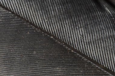 Siyah tüy tüyü dokusunun makro şekli