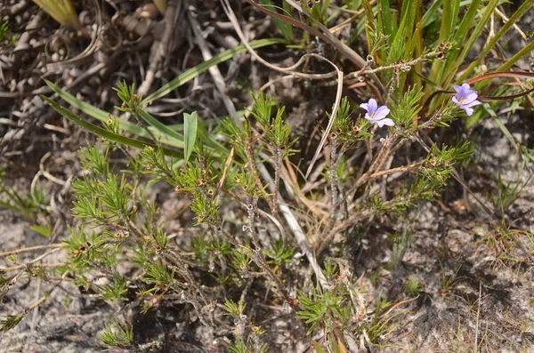 Фиолетовый Цветок Названием Canela Ema Научное Название Velloziaceae Cerrado — стоковое фото